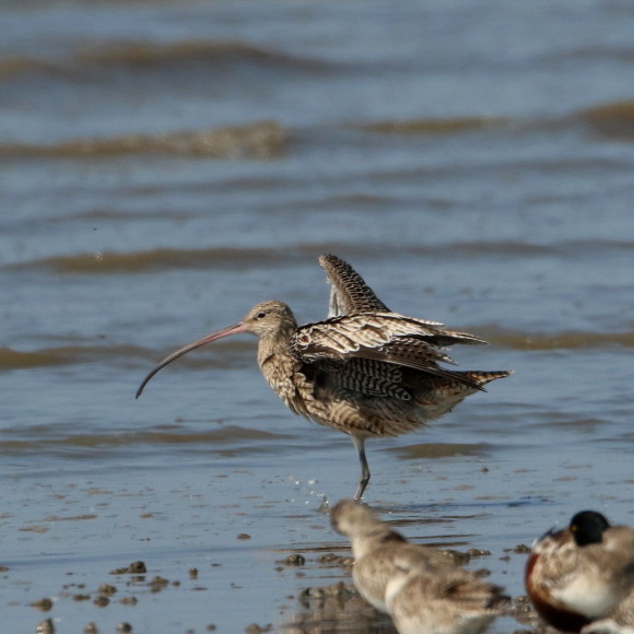 九州佐賀探鳥記　　ホウロクシギ　　ＨＹＫ_d0346713_22481563.jpg