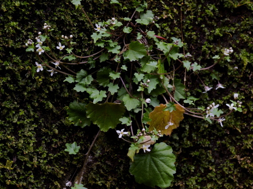 c0351314_22112477.jpg
