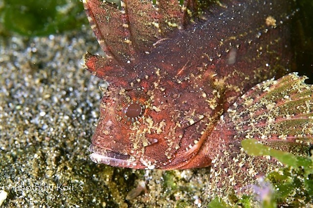シークレットベイの生物たち_c0211615_12284806.jpg