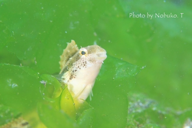 シークレットベイの生物たち_c0211615_12284855.jpg