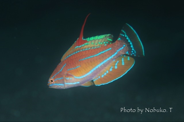 シークレットベイの生物たち_c0211615_12284859.jpg
