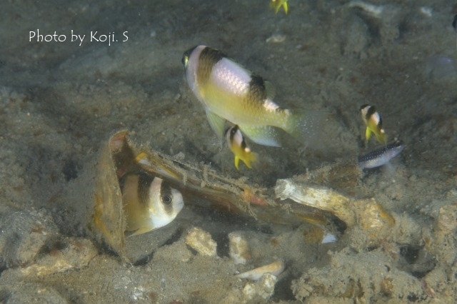 シークレットベイの生物たち_c0211615_12284890.jpg