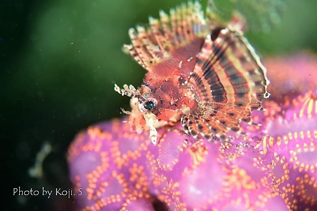 シークレットベイの生物たち_c0211615_12284938.jpg