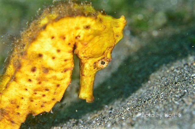 シークレットベイの生物たち_c0211615_12300302.jpg