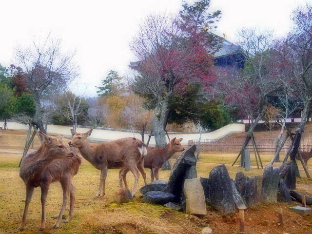 神鹿さんとのふれあい_d0295818_22324357.jpg