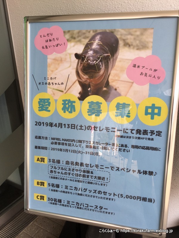 はじめまして ニフレルのミニカバの赤ちゃん 生後日目 こらくふぁーむ