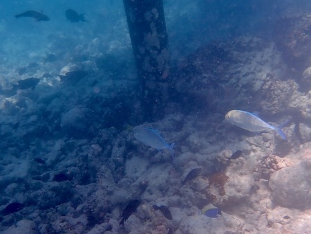 e0387424_12463970.jpg