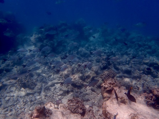 e0387424_12464063.jpg