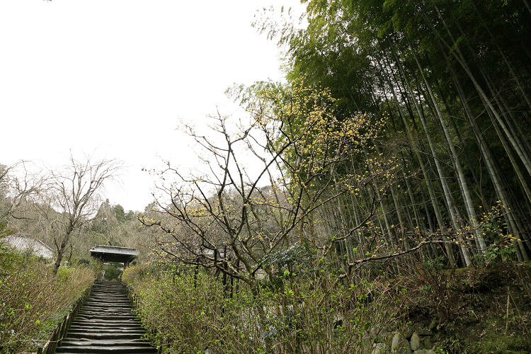 鎌倉散歩　#67 －早春の北鎌倉（後編）－_b0169330_22164929.jpg