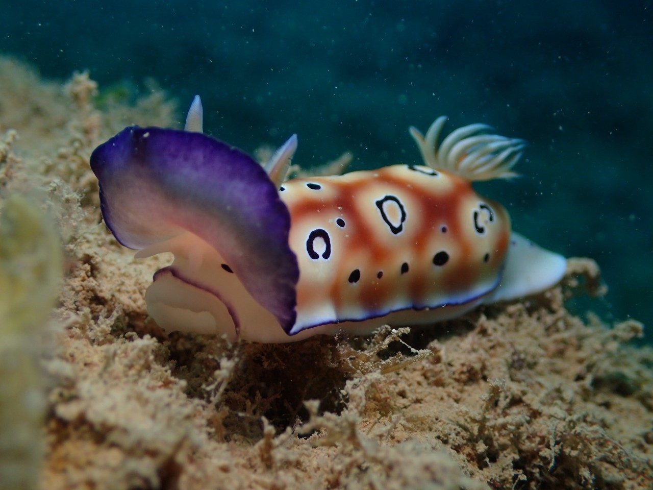 3月12日ウミウシの聖地へ!!_c0070933_09541726.jpg