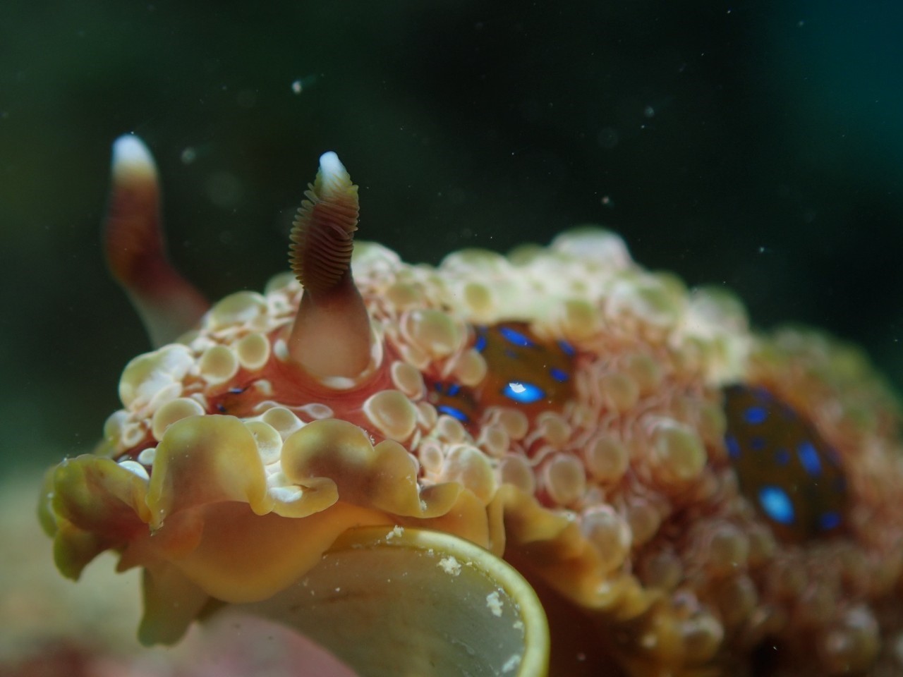 3月12日ウミウシの聖地へ!!_c0070933_09563304.jpg