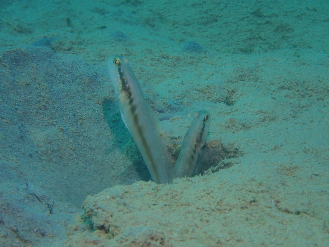 3月12日ウミウシの聖地へ!!_c0070933_09573451.jpg