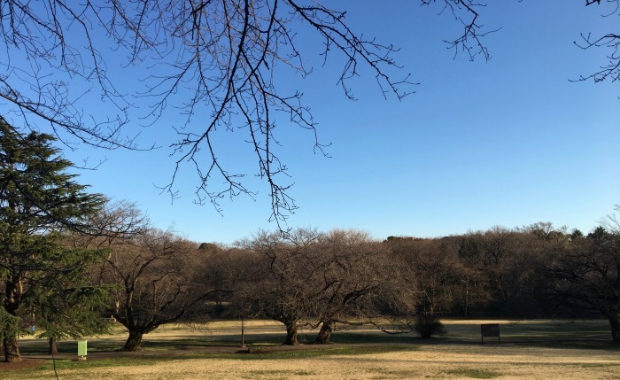 砧公園_e0070236_14353933.jpeg