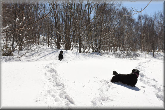 3月の雪遊び　#3　＠峰の原高原_f0363141_10434769.jpg