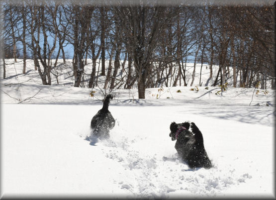 3月の雪遊び　#3　＠峰の原高原_f0363141_10505473.jpg