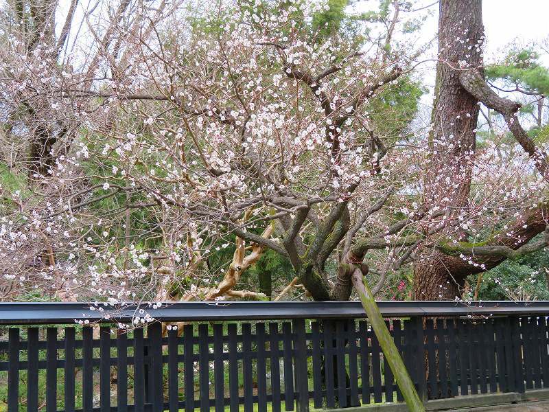 京都御苑「明治天皇生誕地(中山家)」20190311_e0237645_17570460.jpg