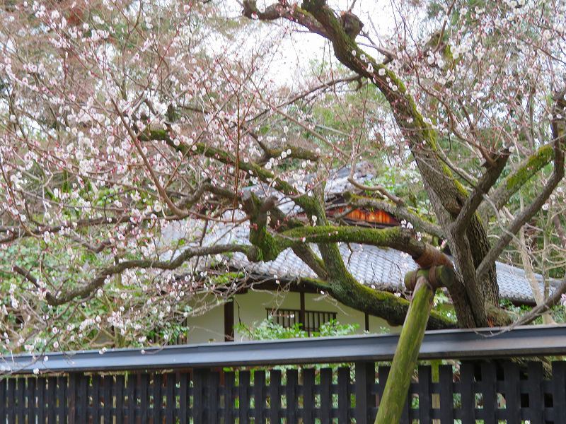京都御苑「明治天皇生誕地(中山家)」20190311_e0237645_17570468.jpg
