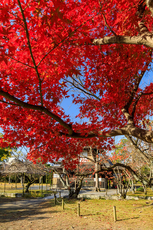 京の紅葉18 渉成園の秋 花景色 K W C Photoblog 京の紅葉18 渉成園の秋 花景色 K W C Photoblog