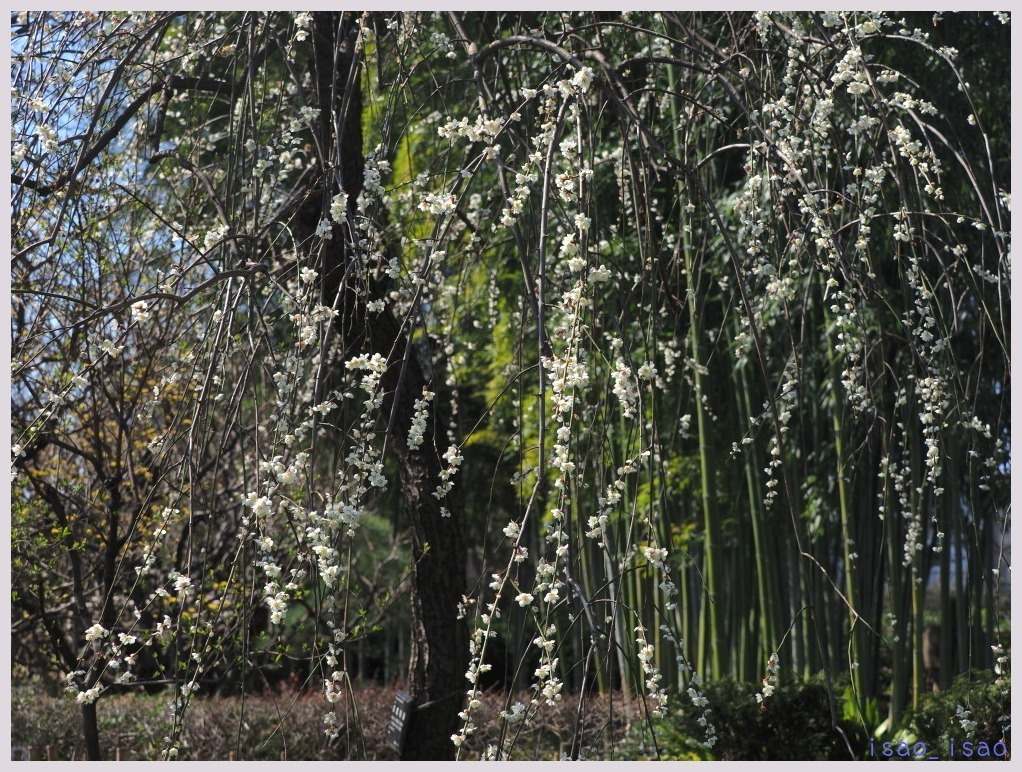 赤塚植物園-3　　　012）_c0068050_00350998.jpg