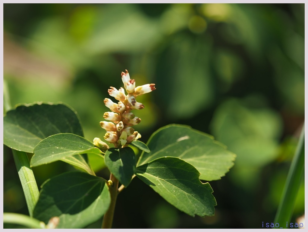 赤塚植物園-3　　　012）_c0068050_00380713.jpg