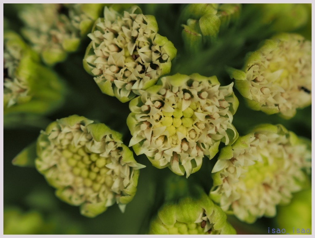 赤塚植物園-3　　　012）_c0068050_00524381.jpg