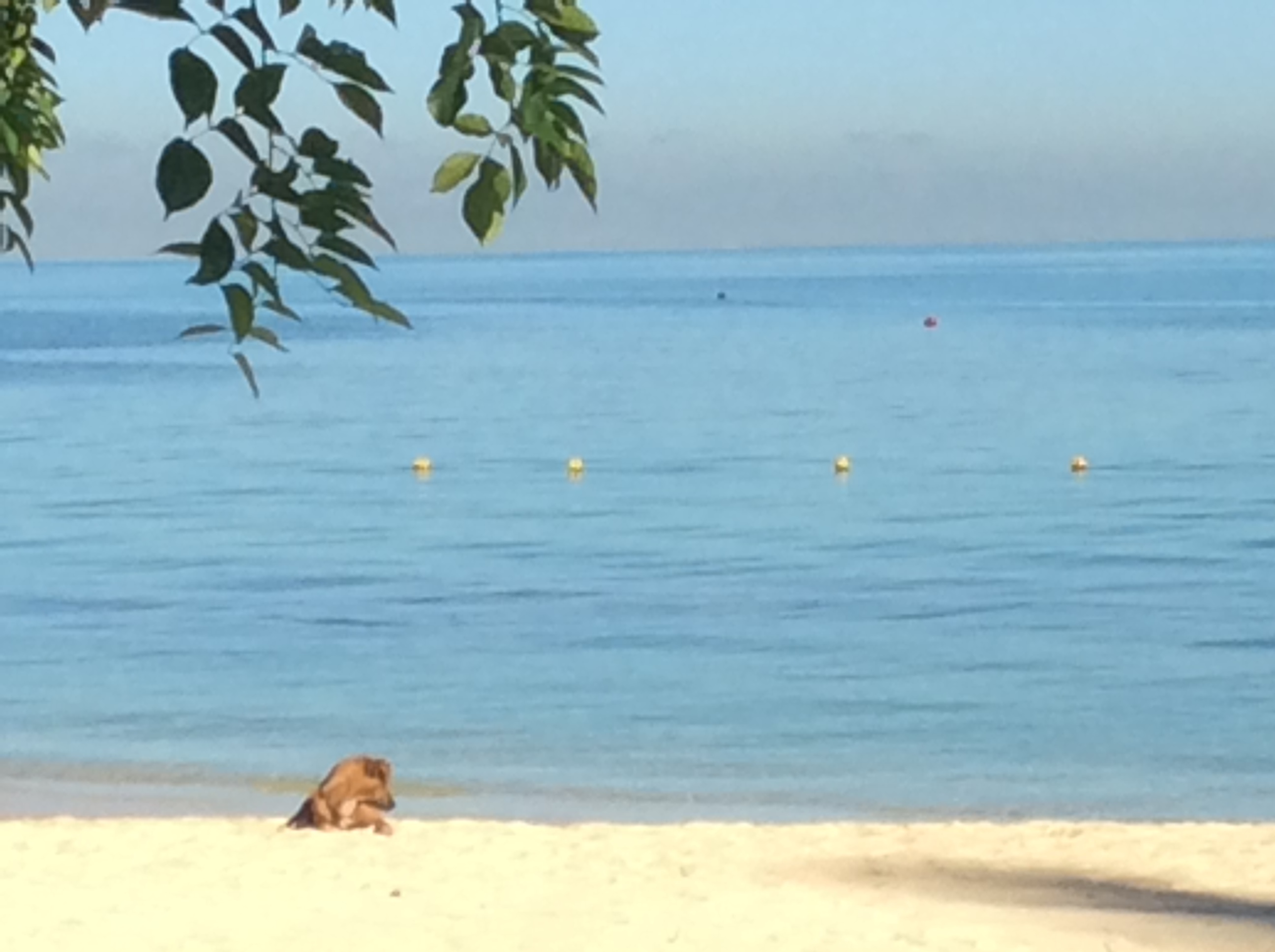 海辺の犬と猫_f0380954_14260377.jpeg