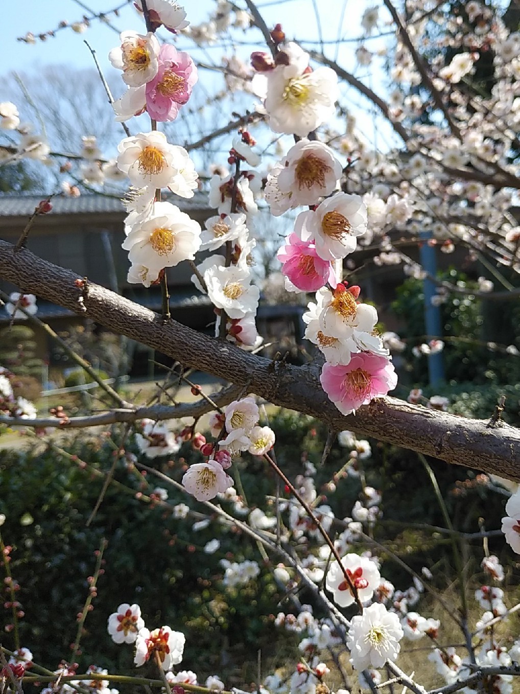 b0059860_16064272.jpg