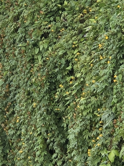 蔦の花 実 種の種類 ウッドローズなど 写真と短い文章 ５