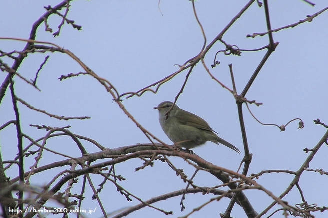 春告鳥_a0157968_11414594.jpg