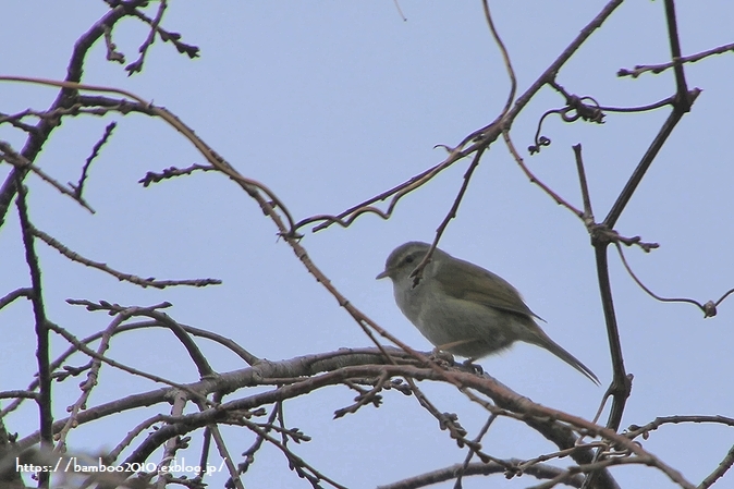 春告鳥_a0157968_11422703.jpg
