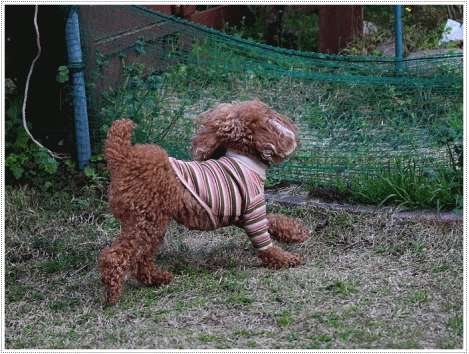 b0175688_21390018.gif