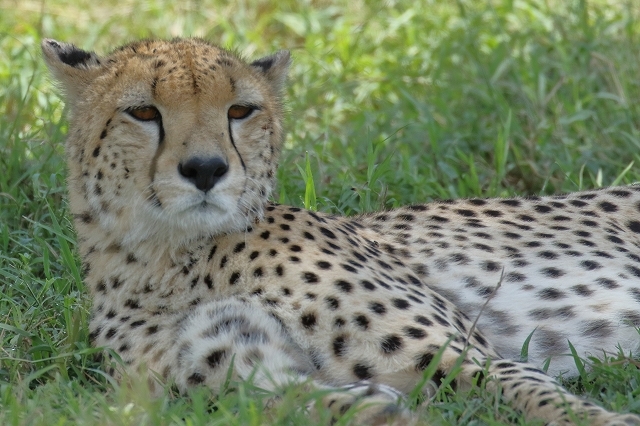 ケニアの野生動物たち 世界で一番有名な５頭のチーター 旅プラスの日記