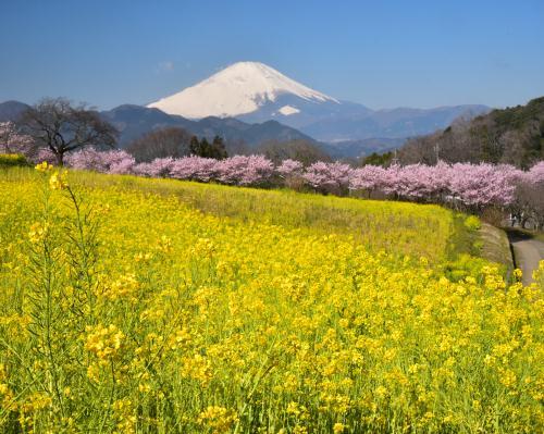 ２０１９年３月１４日(木) 高指山　篠窪　柚野_f0375202_17180542.jpg