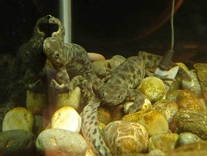 上野動物園 両生爬虫類館特設展示 ミヲマモル その1 骨をつき出しミヲマモル 続々 動物園ありマス 上野動物園 両生爬虫類館特設展示 ミヲマモル その1 骨をつき出しミヲマモル 続々 動物園ありマス