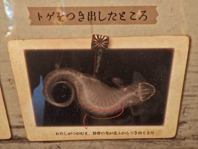 上野動物園 両生爬虫類館特設展示 ミヲマモル その1 骨をつき出しミヲマモル 続々 動物園ありマス