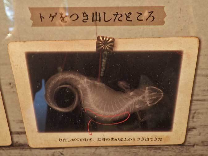上野動物園 両生爬虫類館特設展示 ミヲマモル その1 骨をつき出しミヲマモル 続々 動物園ありマス 上野動物園 両生爬虫類館特設展示 ミヲマモル その1 骨をつき出しミヲマモル 続々 動物園ありマス