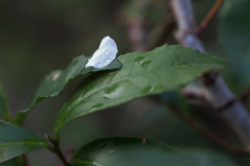茶LON (63)_b0220318_08535147.jpg