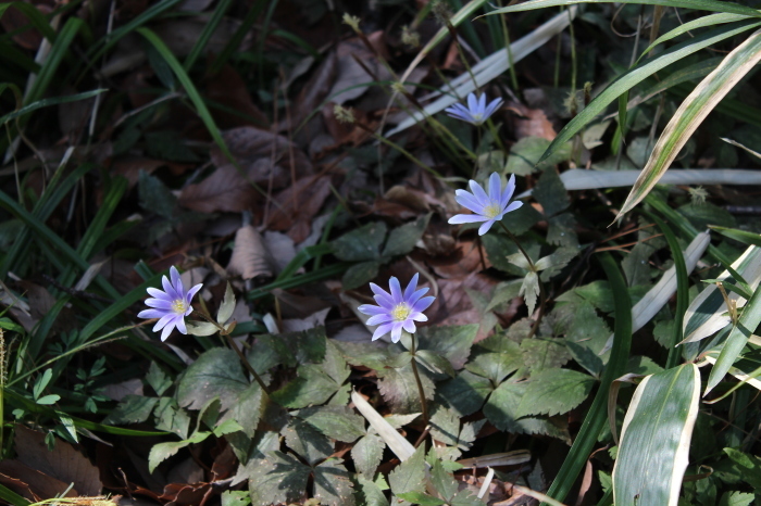 早春の花たち　次々に春の花たちが・・・_b0277218_13253842.jpg