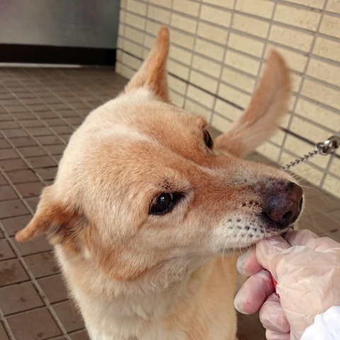 3/26センターレポート　譲渡管理室１１頭・別室４頭_f0078320_08414666.jpg