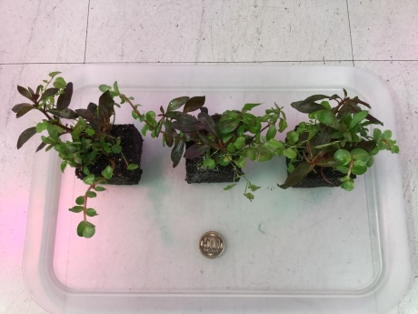 190314 熱帯魚 金魚 めだか 水草_f0189122_15032202.jpeg