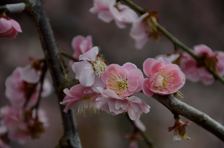 鈴鹿の森庭園にて　　2019.3.12 _d0073324_16222071.jpg