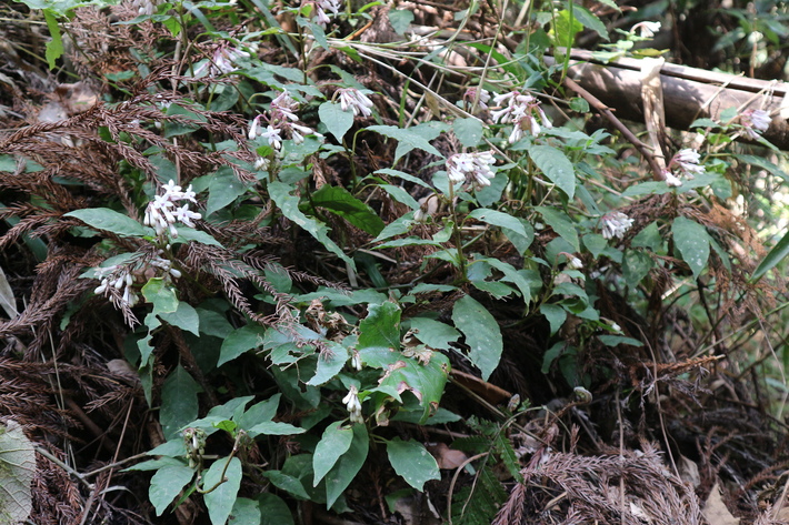 e0272335_19265397.jpg