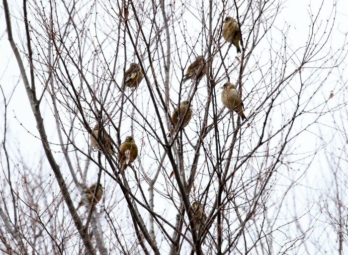 近場の公園　２月２７日_f0275135_10313746.jpg