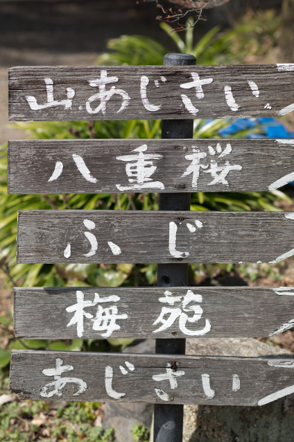 キラク写真講座〜春の撮影会① 梅宮大社 _e0369736_09061976.jpg
