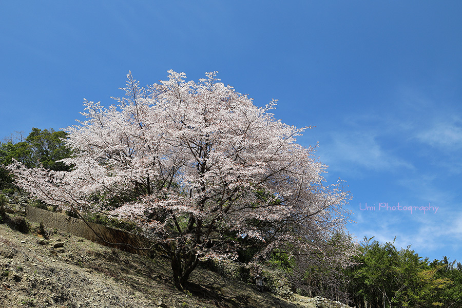 ２０１９年３月１４日　やり遂げる_e0083238_22285830.jpg