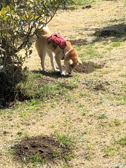 b0369239_12080630.jpeg