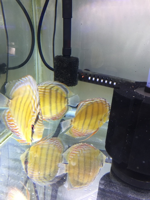 f0212047_20591247.jpeg