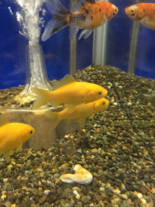 f0212047_21011696.jpeg