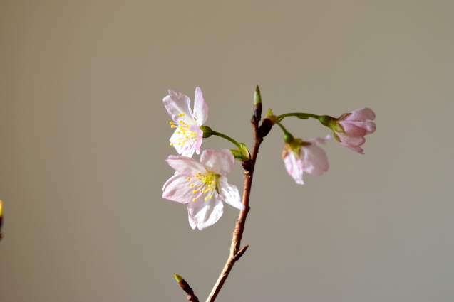 香港へ行ってきました、と、おリンコさんと桜。_f0363156_08150752.jpg