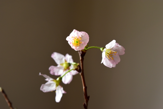 香港へ行ってきました、と、おリンコさんと桜。_f0363156_08151215.jpg